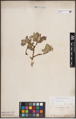 Foto von Salix caprea L.